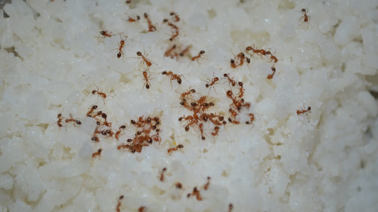 Homemade Ant Traps & Baits That Actually Work