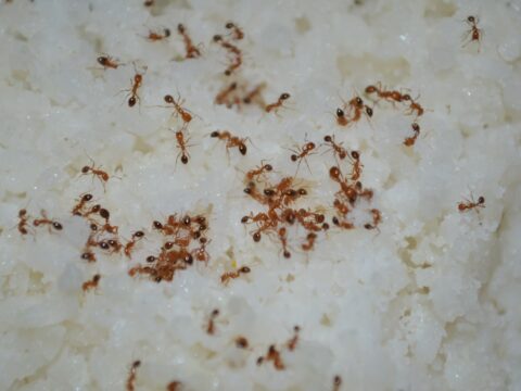 Homemade Ant Traps & Baits That Actually Work