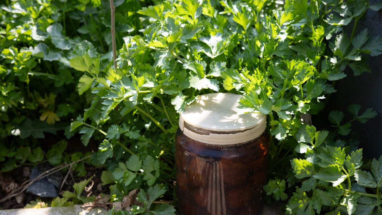 Homemade Mosquito Traps: Do They Work?