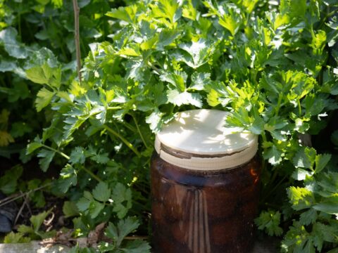 Homemade Mosquito Traps: Do They Work?
