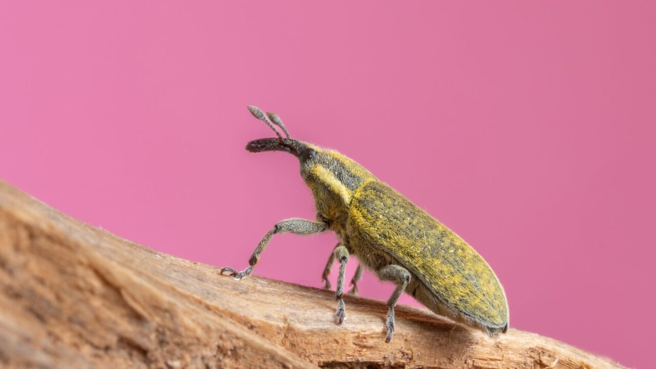 How Long Do Bed Bugs Live? (Why They're So Hard to Kill)