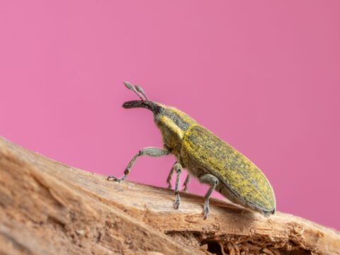 How Long Do Bed Bugs Live? (Why They're So Hard to Kill)