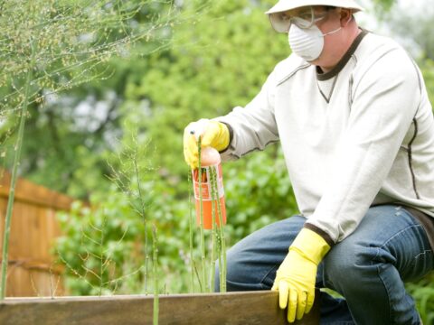 How to Choose a Pest Control Company in Singapore