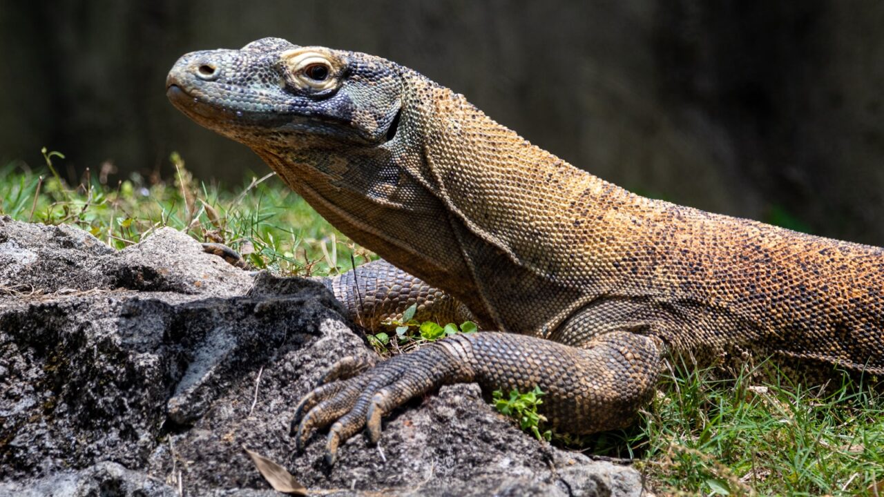 Monitor Lizards in Singapore: What to Know & Do