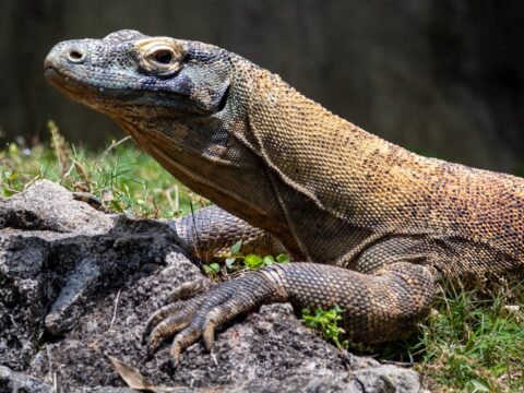 Monitor Lizards in Singapore: What to Know & Do