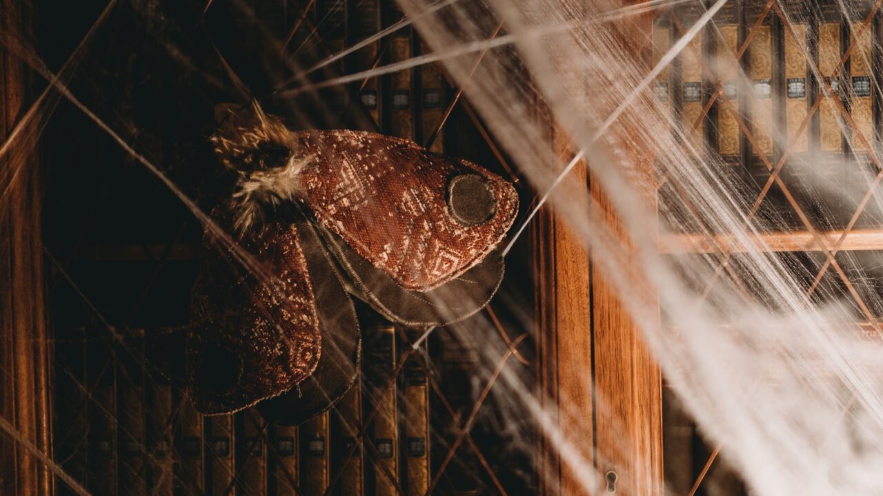 How to Get Rid of Bats in Your Home (Singapore)
