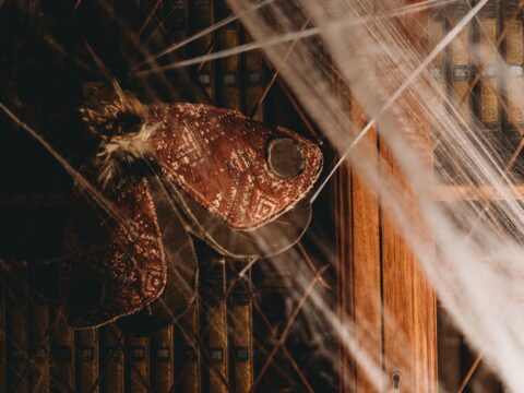 How to Get Rid of Bats in Your Home (Singapore)