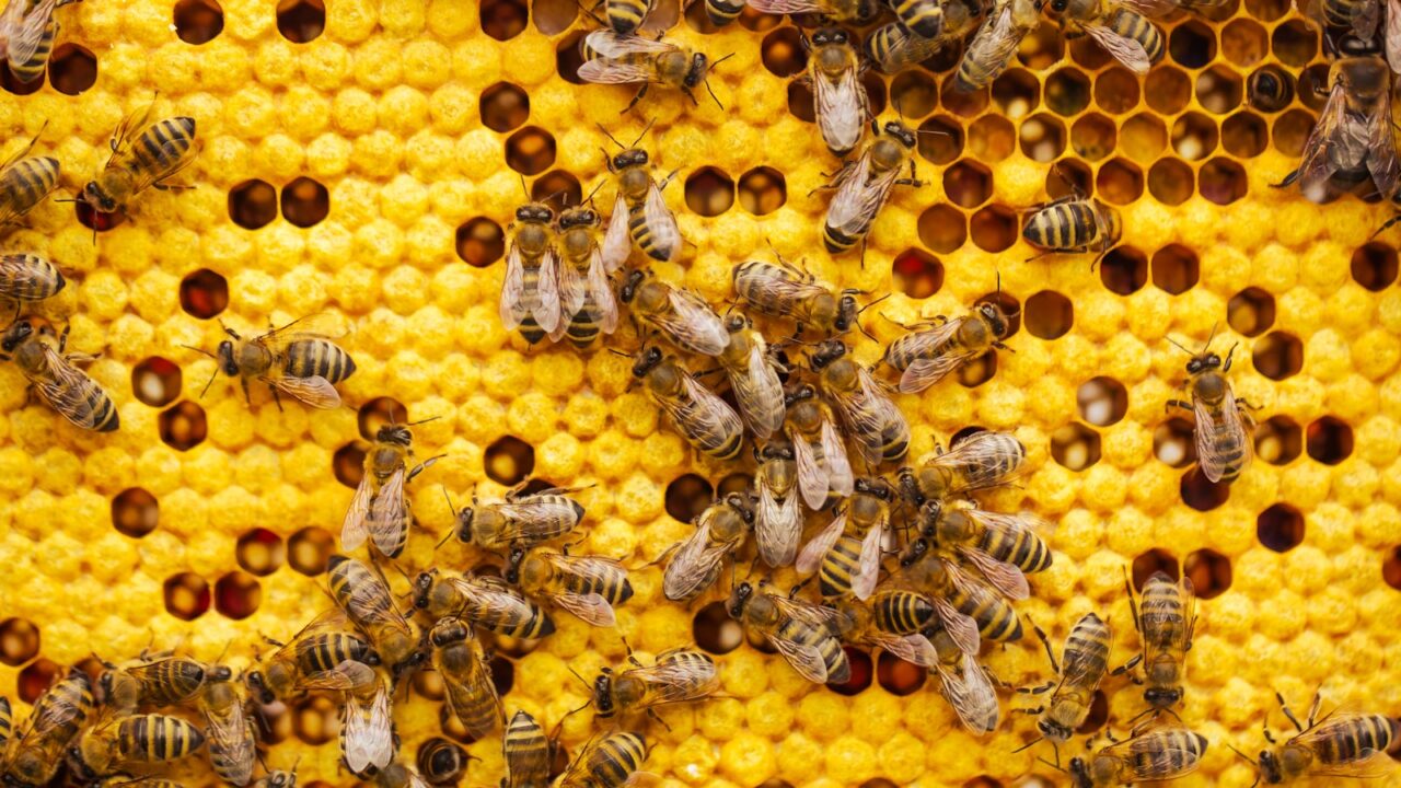 How to Deal With Bees at Home (Singapore)