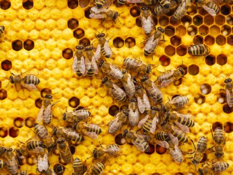 How to Deal With Bees at Home (Singapore)
