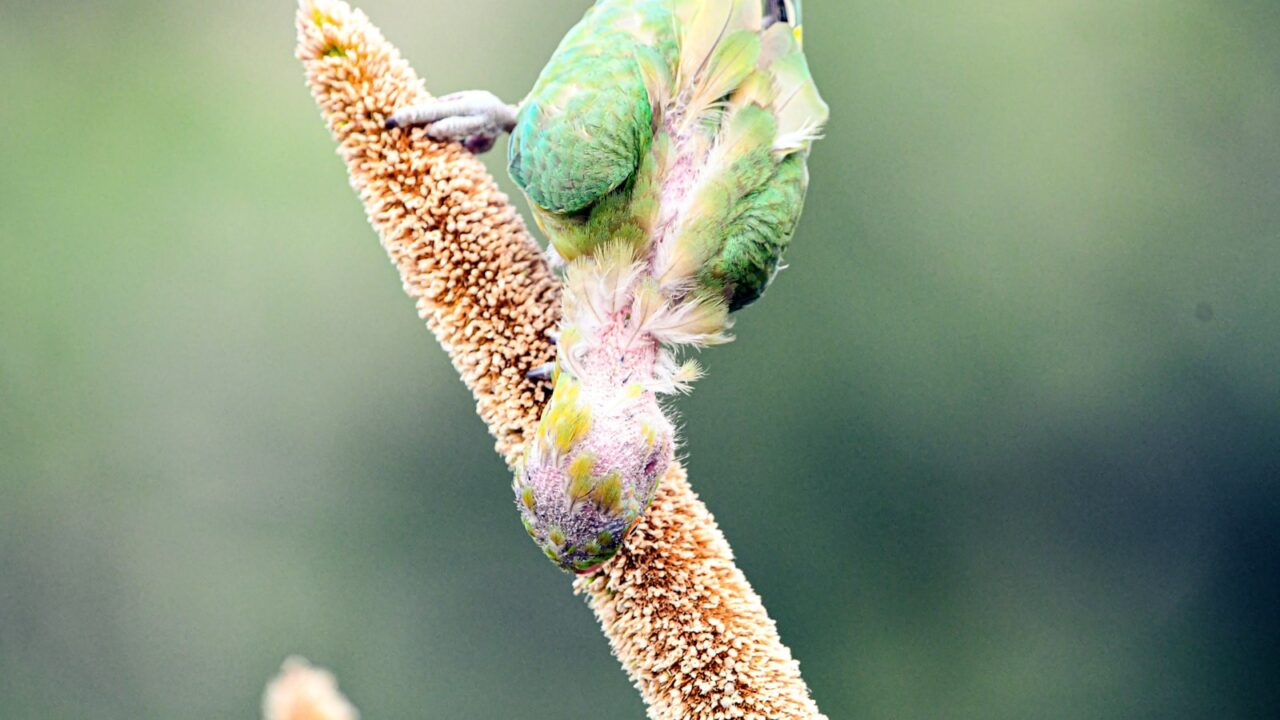 How to Get Rid of Bird Mites (Singapore)