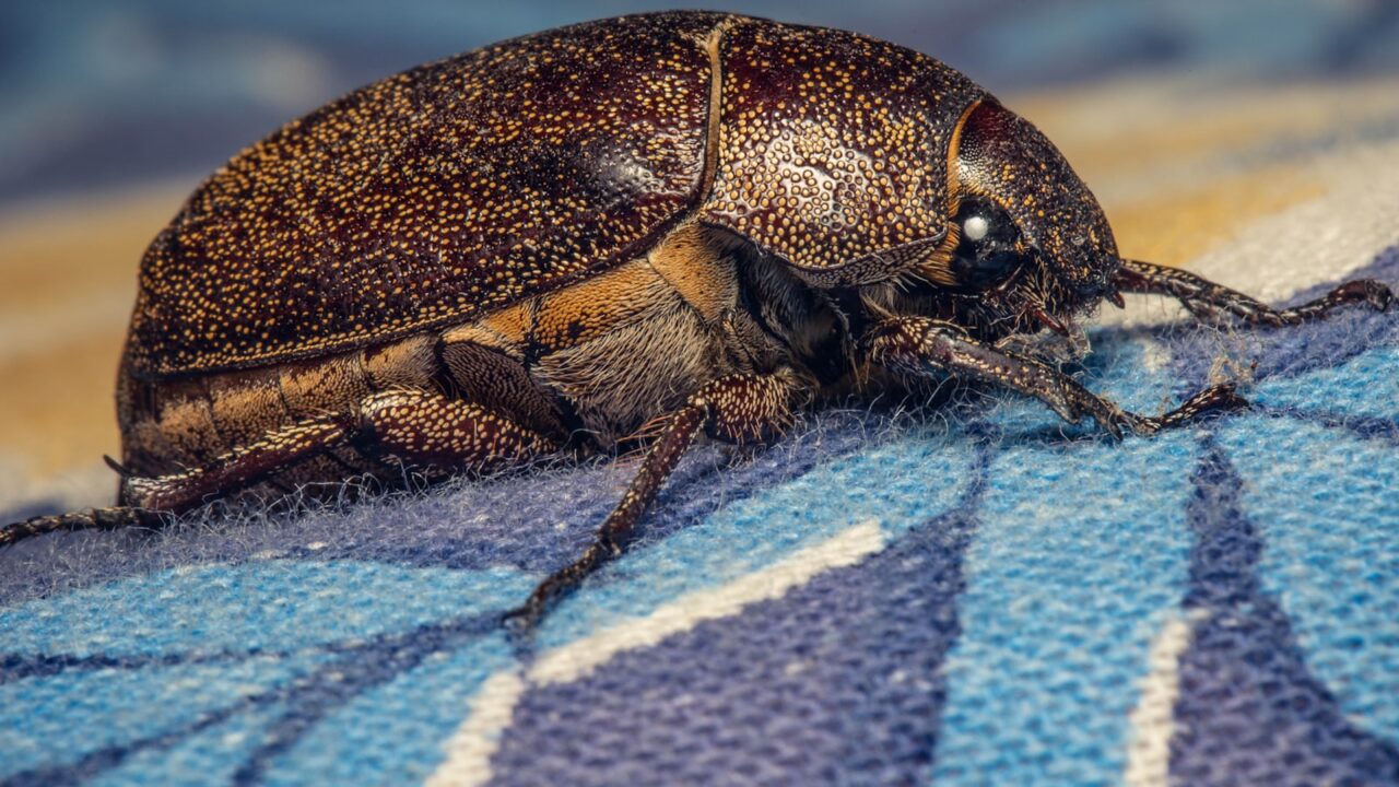 How to Get Rid of Carpet Beetles (Singapore)