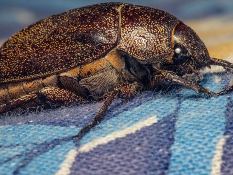 How to Get Rid of Carpet Beetles (Singapore)