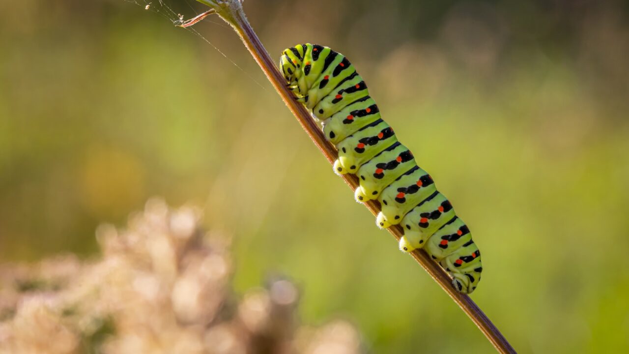 How to Get Rid of Caterpillars on Plants (Singapore)