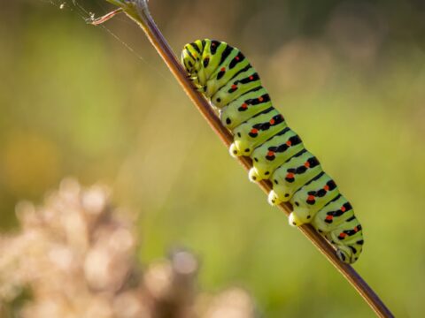 How to Get Rid of Caterpillars on Plants (Singapore)