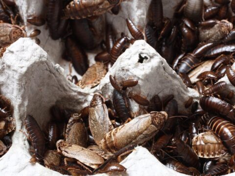 How to Get Rid of Cockroach Eggs (Before They Hatch)
