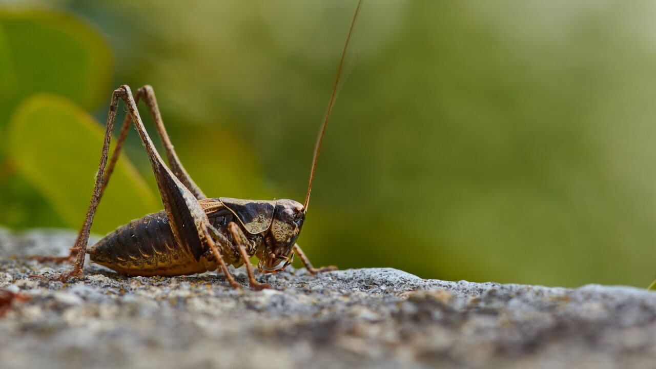 How to Get Rid of Crickets in the House (Singapore)