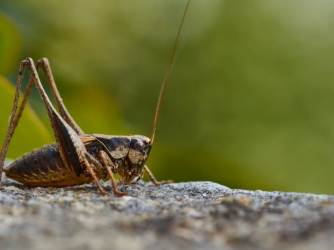 How to Get Rid of Crickets in the House (Singapore)