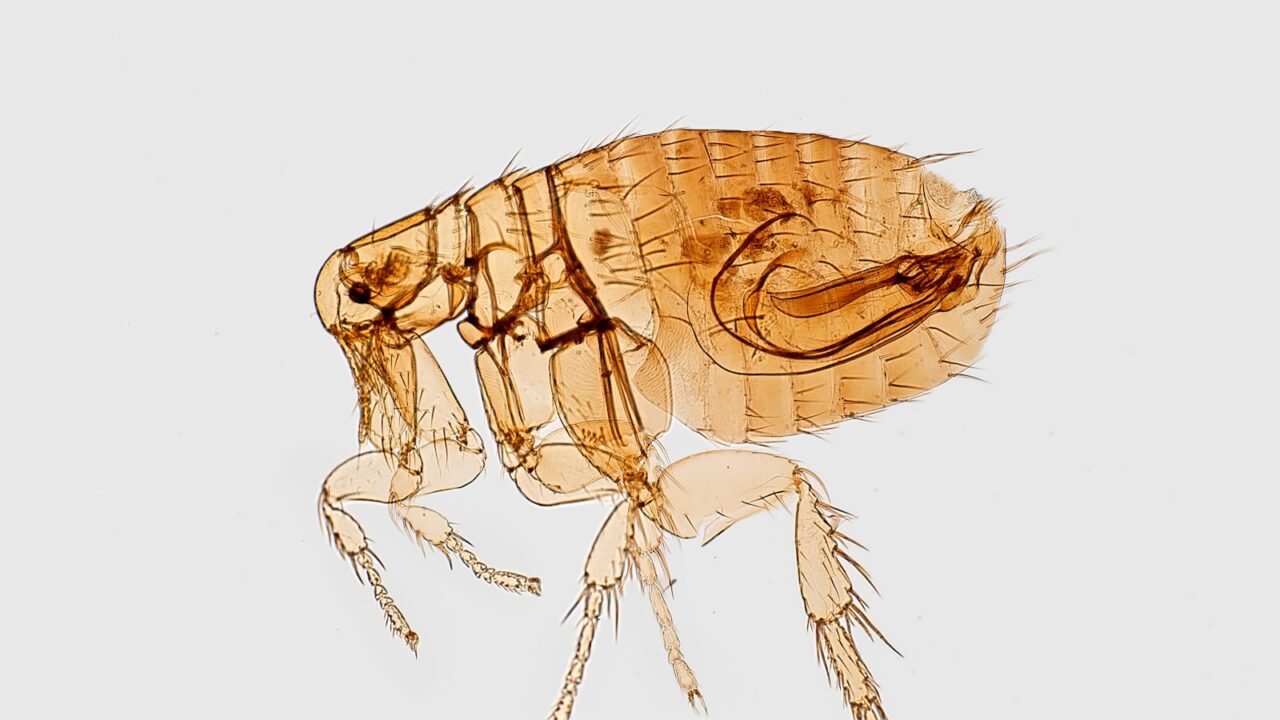 How to Get Rid of Fleas in Your Home (Singapore)