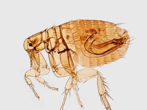 How to Get Rid of Fleas in Your Home (Singapore)