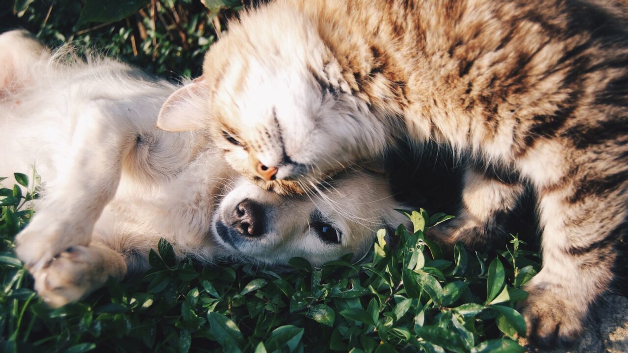 Fleas on Cats & Dogs: Treatment and Home Tips (Singapore)