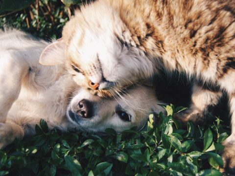 Fleas on Cats & Dogs: Treatment and Home Tips (Singapore)