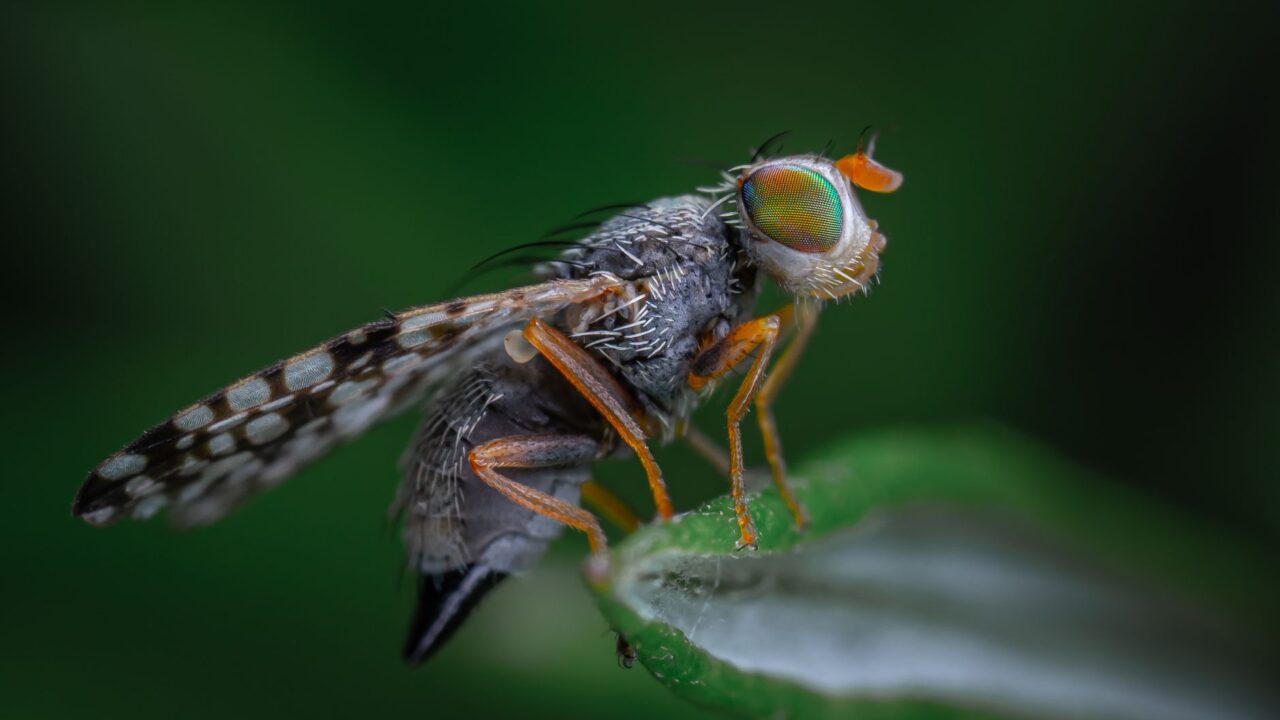 How to Get Rid of Fruit Flies (Singapore)