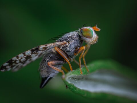 How to Get Rid of Fruit Flies (Singapore)