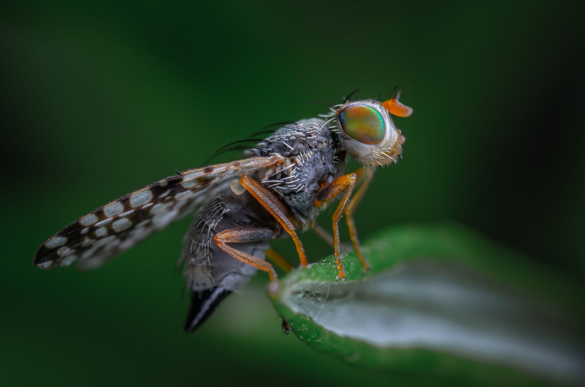 How to Get Rid of Fruit Flies (Singapore) | Insect Out