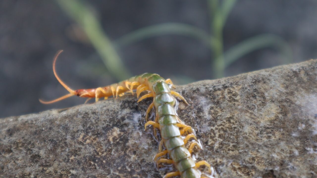 House Centipedes in Singapore: Should You Worry?