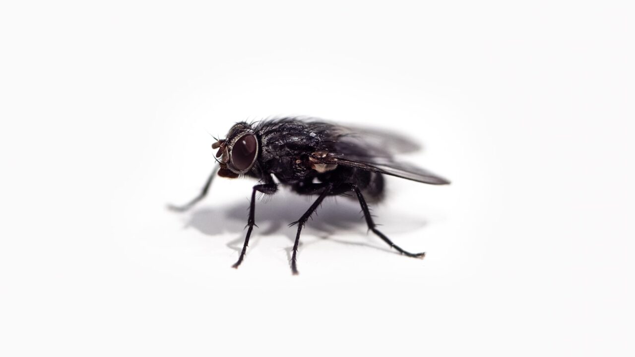 How to Get Rid of House Flies (Singapore)