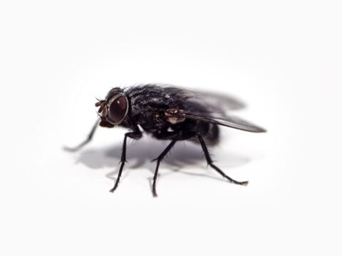 How to Get Rid of House Flies (Singapore)