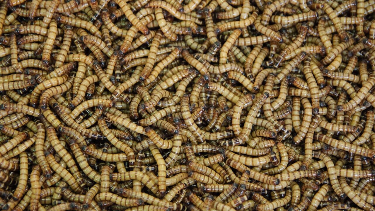 How to Get Rid of Maggots (Fast)