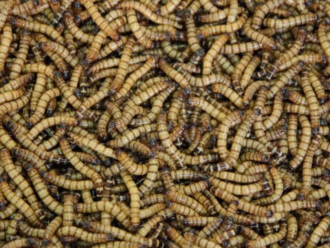 How to Get Rid of Maggots (Fast)