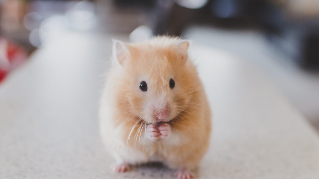 How to Get Rid of Mice in Your Home (Singapore)