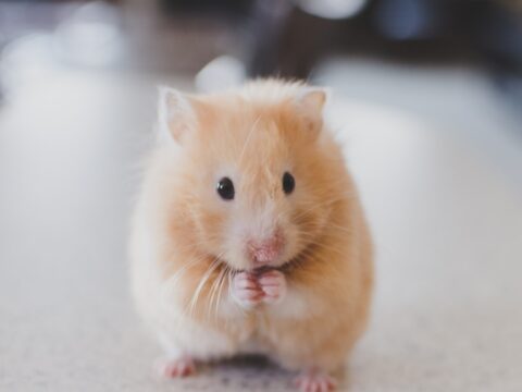 How to Get Rid of Mice in Your Home (Singapore)