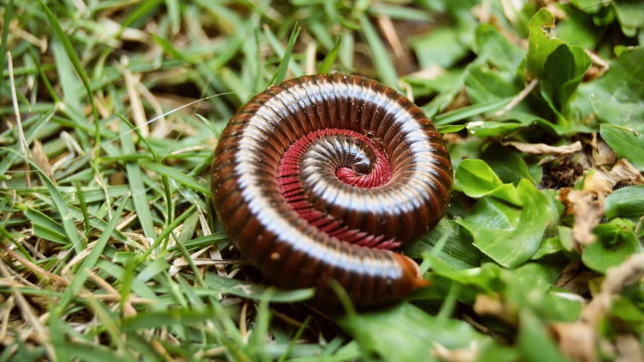 How to Get Rid of Millipedes (Singapore)