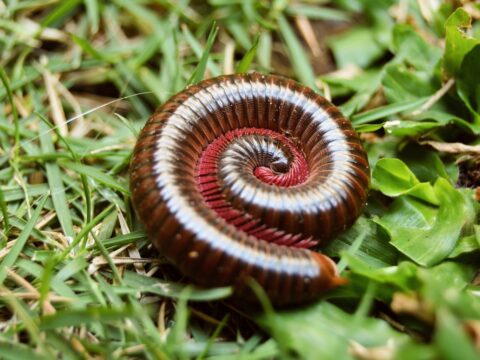 How to Get Rid of Millipedes (Singapore)