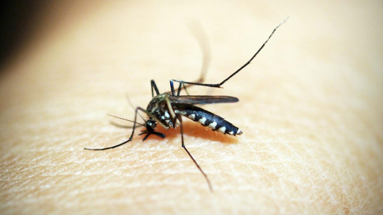 How to Get Rid of Mosquitoes in Your Home (Singapore)