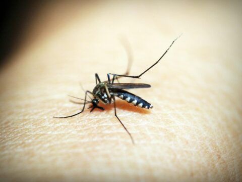 How to Get Rid of Mosquitoes in Your Home (Singapore)