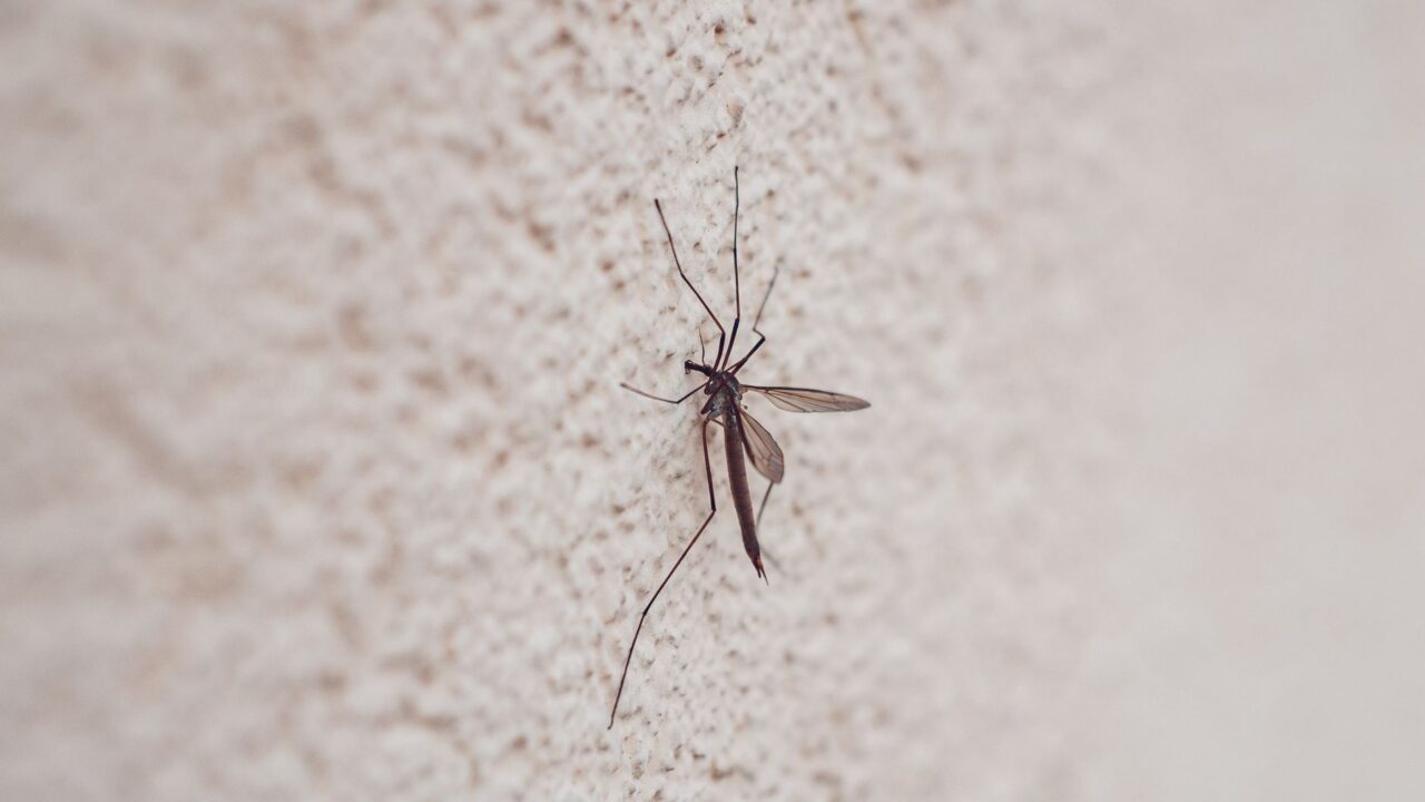 How to Get Rid of Mosquitoes Naturally (Singapore)
