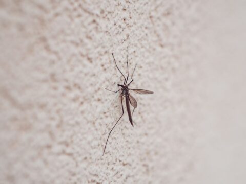 How to Get Rid of Mosquitoes Naturally (Singapore)