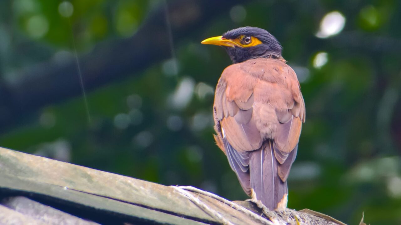 How to Get Rid of Mynas & Crows (Singapore)
