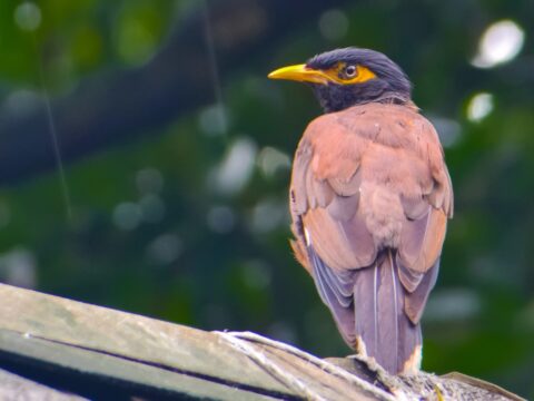How to Get Rid of Mynas & Crows (Singapore)