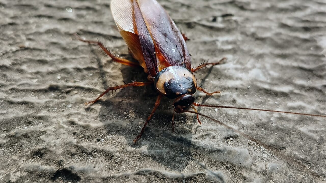 How to Get Rid of Roaches Overnight (Realistically)