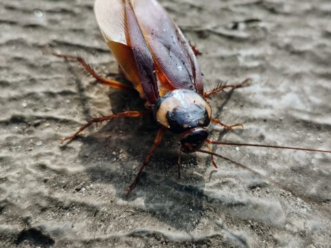 How to Get Rid of Roaches Overnight (Realistically)