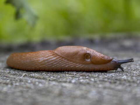 How to Get Rid of Snails & Slugs in Your Garden (Singapore)