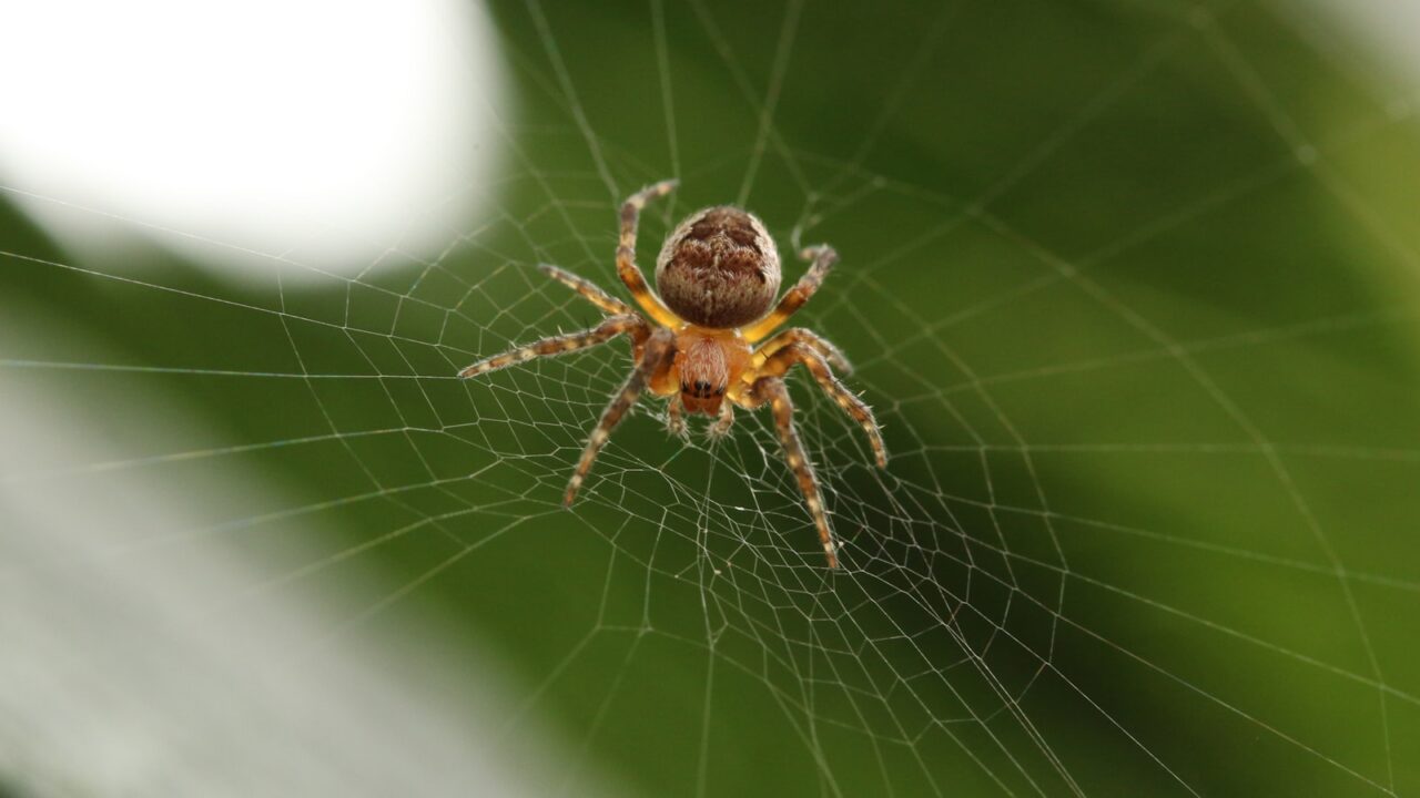 How to Get Rid of Spider Mites on Plants (Singapore)