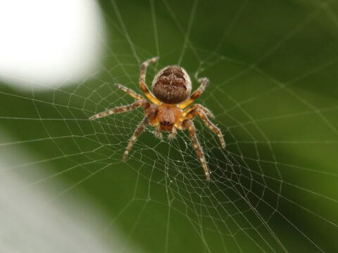 How to Get Rid of Spider Mites on Plants (Singapore)