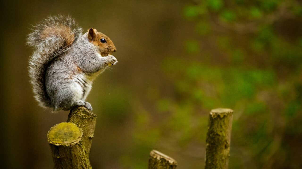 How to Get Rid of Squirrels (Singapore)