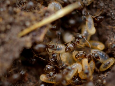 How to Get Rid of Termites in Your Home (Singapore)